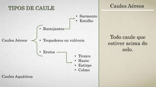 Caules Aéreos
• Rastejantes
• Trepadores ou volúveis
• Eretos
• Sarmento
• Estolho
• Tronco
• Haste
• Estirpe
• Colmo
Caules Aquáticos
TIPOS DE CAULE Caules Aéreos
Todo caule que
estiver acima do
solo.
 