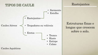 Caules Aéreos
• Rastejantes
• Trepadores ou volúveis
• Eretos
• Sarmento
• Estolho
• Tronco
• Haste
• Estirpe
• Colmo
Caules Aquáticos
TIPOS DE CAULE Rastejantes
Estruturas finas e
longas que crescem
sobre o solo.
 