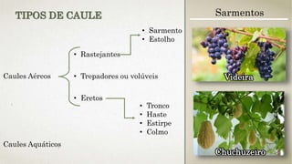 Caules Aéreos
• Rastejantes
• Trepadores ou volúveis
• Eretos
• Sarmento
• Estolho
• Tronco
• Haste
• Estirpe
• Colmo
Caules Aquáticos
TIPOS DE CAULE Sarmentos
Chuchuzeiro
Videira
 