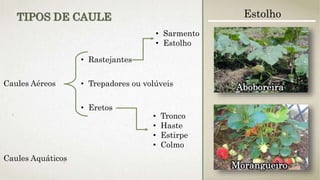 Caules Aéreos
• Rastejantes
• Trepadores ou volúveis
• Eretos
• Sarmento
• Estolho
• Tronco
• Haste
• Estirpe
• Colmo
Caules Aquáticos
TIPOS DE CAULE Estolho
Morangueiro
Aboboreira
 