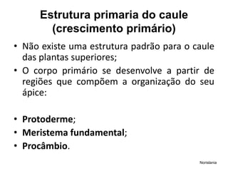 Estrutura primaria do caule
(crescimento primário)​
• Não existe uma estrutura padrão para o caule
das plantas superiores;
• O corpo primário se desenvolve a partir de
regiões que compõem a organização do seu
ápice:
• Protoderme;
• Meristema fundamental;
• Procâmbio.
Norislania
 