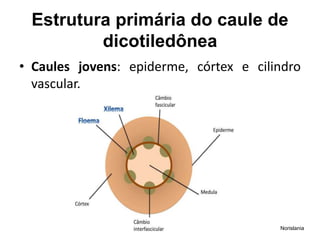 Estrutura primária do caule de
dicotiledônea
• Caules jovens: epiderme, córtex e cilindro
vascular.
Norislania
 