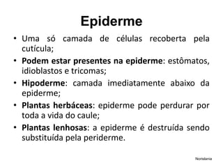 Epiderme
• Uma só camada de células recoberta pela
cutícula;
• Podem estar presentes na epiderme: estômatos,
idioblastos e tricomas;
• Hipoderme: camada imediatamente abaixo da
epiderme;
• Plantas herbáceas: epiderme pode perdurar por
toda a vida do caule;
• Plantas lenhosas: a epiderme é destruída sendo
substituída pela periderme.
Norislania
 