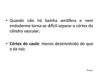 • Quando não há bainha amilífera e nem
endoderme torna-se difícil separar o córtex do
cilindro vascular;
• Córtex do caule: menos desenvolvido do que
o da raiz.
Rodrigo
 