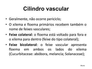 Cilindro vascular
• Geralmente, não ocorre periciclo;
• O xilema e floema primários recebem também o
nome de feixes vasculares;
• Feixe colateral: o floema está voltado para fora e
o xilema para dentro (feixe do tipo colateral);
• Feixe bicolateral: o feixe vascular apresenta
floema em ambos os lados do xilema
(Cucurbitaceae: abóbora, melancia; Solanaceae);
Bruno
 