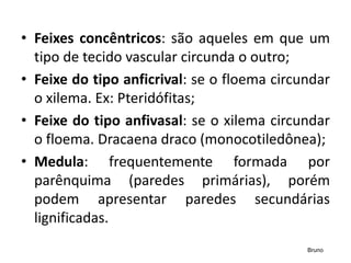 • Feixes concêntricos: são aqueles em que um
tipo de tecido vascular circunda o outro;
• Feixe do tipo anficrival: se o floema circundar
o xilema. Ex: Pteridófitas;
• Feixe do tipo anfivasal: se o xilema circundar
o floema. Dracaena draco (monocotiledônea);
• Medula: frequentemente formada por
parênquima (paredes primárias), porém
podem apresentar paredes secundárias
lignificadas.
Bruno
 