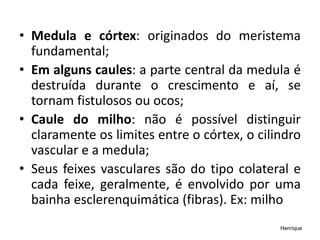 • Medula e córtex: originados do meristema
fundamental;
• Em alguns caules: a parte central da medula é
destruída durante o crescimento e aí, se
tornam fistulosos ou ocos;
• Caule do milho: não é possível distinguir
claramente os limites entre o córtex, o cilindro
vascular e a medula;
• Seus feixes vasculares são do tipo colateral e
cada feixe, geralmente, é envolvido por uma
bainha esclerenquimática (fibras). Ex: milho​
Henrique
 
