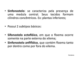 • Sinfonostelo: se caracteriza pela presença de
uma medula central. Seus tecidos formam
cilindros concêntricos. Ex: plantas inferiores;
• Possui 2 subtipos básicos:
• Sifonostelo ectoflóico, em que o floema ocorre
somente na parte externa do xilema;
• Sinfonostelo anfiflóico, que contém floema tanto
por dentro como por fora do xilema.
Norislania
 