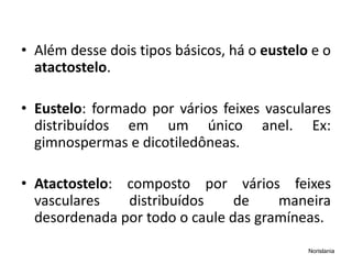 • Além desse dois tipos básicos, há o eustelo e o
atactostelo.
• Eustelo: formado por vários feixes vasculares
distribuídos em um único anel. Ex:
gimnospermas e dicotiledôneas.
• Atactostelo: composto por vários feixes
vasculares distribuídos de maneira
desordenada por todo o caule das gramíneas.
Norislania
 