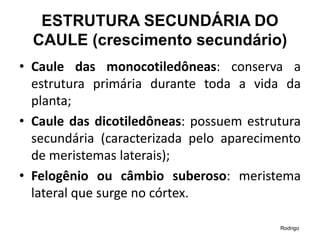 ESTRUTURA SECUNDÁRIA DO
CAULE (crescimento secundário)​
• Caule das monocotiledôneas: conserva a
estrutura primária durante toda a vida da
planta;
• Caule das dicotiledôneas: possuem estrutura
secundária (caracterizada pelo aparecimento
de meristemas laterais);
• Felogênio ou câmbio suberoso: meristema
lateral que surge no córtex.
Rodrigo
 