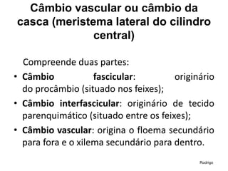 Câmbio vascular ou câmbio da
casca (meristema lateral do cilindro
central)
Compreende duas partes:
• Câmbio fascicular: originário
do procâmbio (situado nos feixes);
• Câmbio interfascicular: originário de tecido
parenquimático (situado entre os feixes);
• Câmbio vascular: origina o floema secundário
para fora e o xilema secundário para dentro.
Rodrigo
 