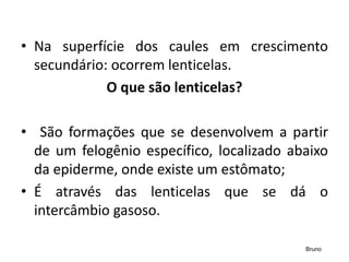 • Na superfície dos caules em crescimento
secundário: ocorrem lenticelas.
O que são lenticelas?​
• São formações que se desenvolvem a partir
de um felogênio específico, localizado abaixo
da epiderme, onde existe um estômato;
• É através das lenticelas que se dá o
intercâmbio gasoso.
Bruno
 