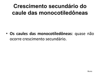Crescimento secundário do
caule das monocotiledôneas​
• Os caules das monocotiledôneas: quase não
ocorre crescimento secundário.
Bruno
 