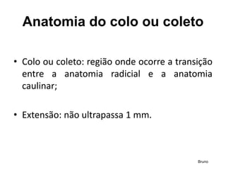 Anatomia do colo ou coleto
• Colo ou coleto: região onde ocorre a transição
entre a anatomia radicial e a anatomia
caulinar;
• Extensão: não ultrapassa 1 mm.
Bruno
 