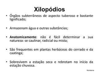 Xilopódios
• Órgãos subterrâneos de aspecto tuberoso e bastante
lignificado;
• Armazenam água e outras substâncias;
• Anatomicamente: não é fácil determinar a sua
natureza: se caulinar, radicial ou mista;
• São frequentes em plantas herbáceas do cerrado e da
caatinga;
• Sobrevivem a estação seca e rebrotam no início da
estação chuvosa.
Norislania
 