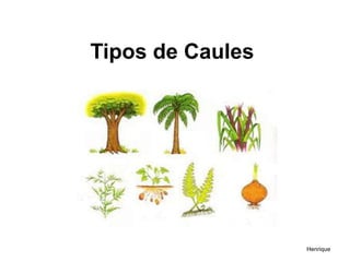 Tipos de Caules
Henrique
 