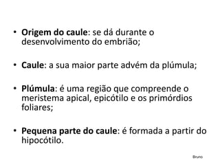 • Origem do caule: se dá durante o
desenvolvimento do embrião;​
• Caule: a sua maior parte advém da plúmula;​
• Plúmula: é uma região que compreende o
meristema apical, epicótilo e os primórdios
foliares;​
• Pequena parte do caule: é formada a partir do
hipocótilo.
Bruno
 
