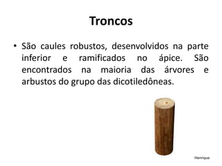 Troncos
• São caules robustos, desenvolvidos na parte
inferior e ramificados no ápice. São
encontrados na maioria das árvores e
arbustos do grupo das dicotiledôneas.
Henrique
 