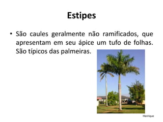 Estipes
• São caules geralmente não ramificados, que
apresentam em seu ápice um tufo de folhas.
São típicos das palmeiras.
Henrique
 