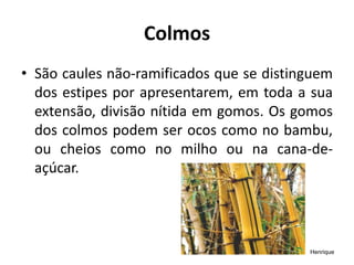 Colmos
• São caules não-ramificados que se distinguem
dos estipes por apresentarem, em toda a sua
extensão, divisão nítida em gomos. Os gomos
dos colmos podem ser ocos como no bambu,
ou cheios como no milho ou na cana-de-
açúcar.
Henrique
 