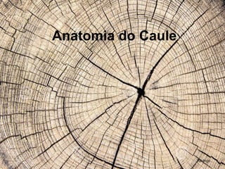 Anatomia do Caule
Rodrigo
 