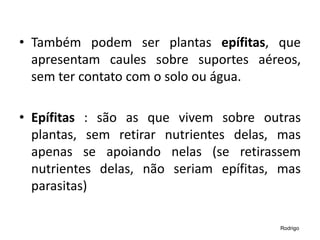 • Também podem ser plantas epífitas, que
apresentam caules sobre suportes aéreos,
sem ter contato com o solo ou água.
• Epífitas : são as que vivem sobre outras
plantas, sem retirar nutrientes delas, mas
apenas se apoiando nelas (se retirassem
nutrientes delas, não seriam epífitas, mas
parasitas)
Rodrigo
 