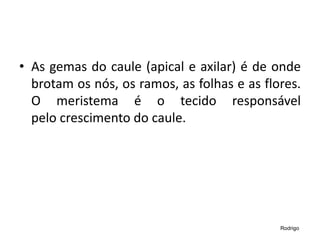 • As gemas do caule (apical e axilar) é de onde
brotam os nós, os ramos, as folhas e as flores.
O meristema é o tecido responsável
pelo crescimento do caule.
Rodrigo
 