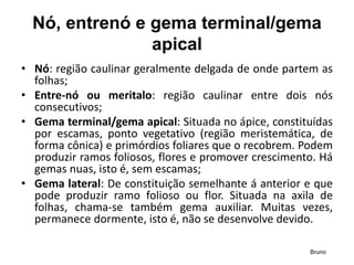 Nó, entrenó e gema terminal/gema
apical
• Nó: região caulinar geralmente delgada de onde partem as
folhas;
• Entre-nó ou meritalo: região caulinar entre dois nós
consecutivos;
• Gema terminal/gema apical: Situada no ápice, constituídas
por escamas, ponto vegetativo (região meristemática, de
forma cônica) e primórdios foliares que o recobrem. Podem
produzir ramos foliosos, flores e promover crescimento. Há
gemas nuas, isto é, sem escamas;
• Gema lateral: De constituição semelhante á anterior e que
pode produzir ramo folioso ou flor. Situada na axila de
folhas, chama-se também gema auxiliar. Muitas vezes,
permanece dormente, isto é, não se desenvolve devido.
Bruno
 