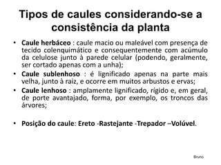 Tipos de caules considerando-se a
consistência da planta
• Caule herbáceo : caule macio ou maleável com presença de
tecido colenquimático e consequentemente com acúmulo
da celulose junto à parede celular (podendo, geralmente,
ser cortado apenas com a unha);
• Caule sublenhoso : é lignificado apenas na parte mais
velha, junto à raiz, e ocorre em muitos arbustos e ervas;
• Caule lenhoso : amplamente lignificado, rígido e, em geral,
de porte avantajado, forma, por exemplo, os troncos das
árvores;
• Posição do caule: Ereto -Rastejante -Trepador –Volúvel.
Bruno
 