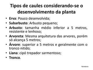 Tipos de caules considerando-se o
desenvolvimento da planta
• Erva: Pouco desenvolvida;
• Subarbusto: Arbusto pequeno;
• Arbusto: tamanha médio inferior a 5 metros,
resistente e lenhoso;
• Arvoreta: Mesma arquitetura das arvores, porém
só alcança 5 metros;
• Árvore: superior a 5 metros e geralmente com o
tronco nitido;
• Liana: cipó trepador sarmentoso;
• Tronco.
Norislania
 