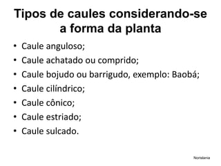 Tipos de caules considerando-se
a forma da planta
• Caule anguloso;
• Caule achatado ou comprido;
• Caule bojudo ou barrigudo, exemplo: Baobá;
• Caule cilíndrico;
• Caule cônico;
• Caule estriado;
• Caule sulcado.
Norislania
 