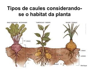 Tipos de caules considerando-
se o habitat da planta
Henrique
 