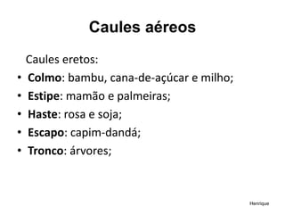 Caules aéreos
Caules eretos:
• Colmo: bambu, cana-de-açúcar e milho;
• Estipe: mamão e palmeiras;
• Haste: rosa e soja;
• Escapo: capim-dandá;
• Tronco: árvores;
Henrique
 