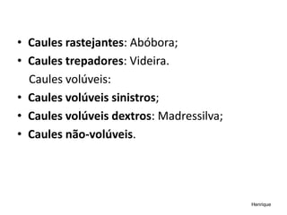 • Caules rastejantes: Abóbora;
• Caules trepadores: Videira.
Caules volúveis:
• Caules volúveis sinistros;
• Caules volúveis dextros: Madressilva;
• Caules não-volúveis.
Henrique
 