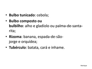 • Bulbo tunicado: cebola;
• Bulbo composto ou
bulbilho: alho e gladíolo ou palma-de-santa-
rita;
• Rizoma: banana, espada-de-são-
jorge e orquídea;
• Tubérculo: batata, cará e inhame.
Henrique
 