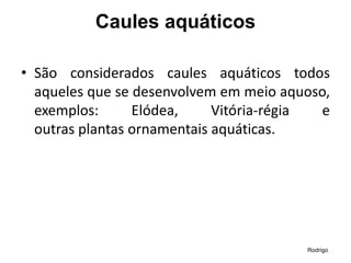 Caules aquáticos
• São considerados caules aquáticos todos
aqueles que se desenvolvem em meio aquoso,
exemplos: Elódea, Vitória-régia e
outras plantas ornamentais aquáticas.
Rodrigo
 