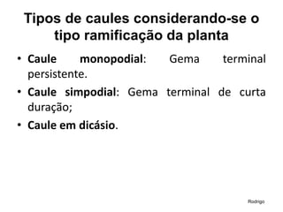 Tipos de caules considerando-se o
tipo ramificação da planta
• Caule monopodial: Gema terminal
persistente.
• Caule simpodial: Gema terminal de curta
duração;
• Caule em dicásio.
Rodrigo
 