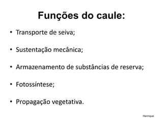 Funções do caule:​
• Transporte de seiva;​
• Sustentação mecânica;​
• Armazenamento de substâncias de reserva;
• Fotossíntese;
• Propagação vegetativa.​
Henrique
 