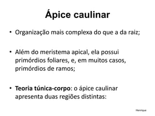 Ápice caulinar
• Organização mais complexa do que a da raiz;
• Além do meristema apical, ela possui
primórdios foliares, e, em muitos casos,
primórdios de ramos;
• Teoria túnica-corpo: o ápice caulinar
apresenta duas regiões distintas:
Henrique
 