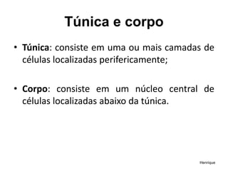 Túnica e corpo
• Túnica: consiste em uma ou mais camadas de
células localizadas perifericamente;
• Corpo: consiste em um núcleo central de
células localizadas abaixo da túnica.
Henrique
 