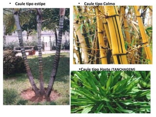 •

Caule tipo estipe

•

Caule tipo Colmo

•Caule tipo Haste (TANCHAGEM)

 