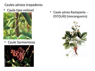 Caules aéreos trepadores
• Caule tipo volúvel

• Caule Sarmentoso

• Caule aéreo Rastejante ESTOLÃO (morangueiro)

 