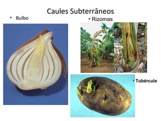 • Bulbo

Caules Subterrâneos
• Rizomas

• Tubérculo

 