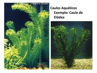 Caules Aquáticos
Exemplo: Caule de
Elódea

 