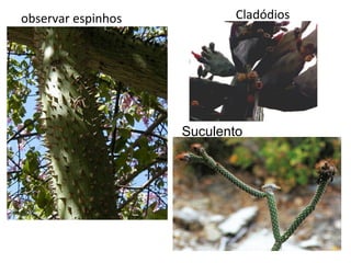 observar espinhos

Cladódios

Suculento

 