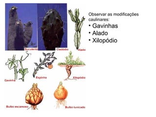 Observar as modificações
caulinares:

• Gavinhas
• Alado
• Xilopódio

 