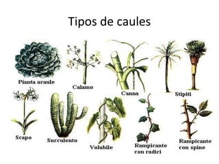 Tipos de caules

 
