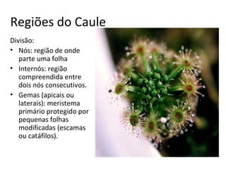 Regiões do Caule
Divisão:
• Nós: região de onde
parte uma folha
• Internós: região
compreendida entre
dois nós consecutivos.
• Gemas (apicais ou
laterais): meristema
primário protegido por
pequenas folhas
modificadas (escamas
ou catáfilos).

 