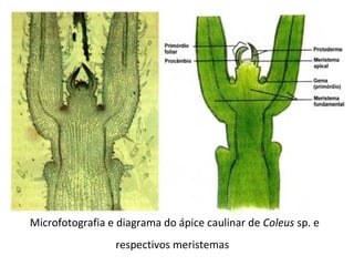 Microfotografia e diagrama do ápice caulinar de Coleus sp. e
respectivos meristemas

 