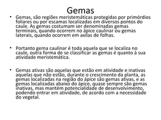 Gemas

• Gemas, são regiões meristemáticas protegidas por primórdios
foliares ou por escamas localizadas em diversos pontos do
caule. As gemas costumam ser denominadas gemas
terminais, quando ocorrem no ápice caulinar ou gemas
laterais, quando ocorrem em axilas de folhas.
• Portanto gema caulinar é toda aquela que se localiza no
caule, outra forma de se classificar as gemas é quanto à sua
atividade meristemática.
• Gemas ativas são aquelas que estão em atividade e inativas
aquelas que não estão, durante o crescimento da planta, as
gemas localizadas na região do ápice são gemas ativas, e as
gemas localizadas abaixo do ápice, quase sempre são gemas
inativas, mas mantém potencialidade de desenvolvimento,
podendo entrar em atividade, de acordo com a necessidade
do vegetal.

 